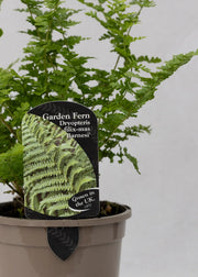 Dryopteris felix-mas 'Barnesii'