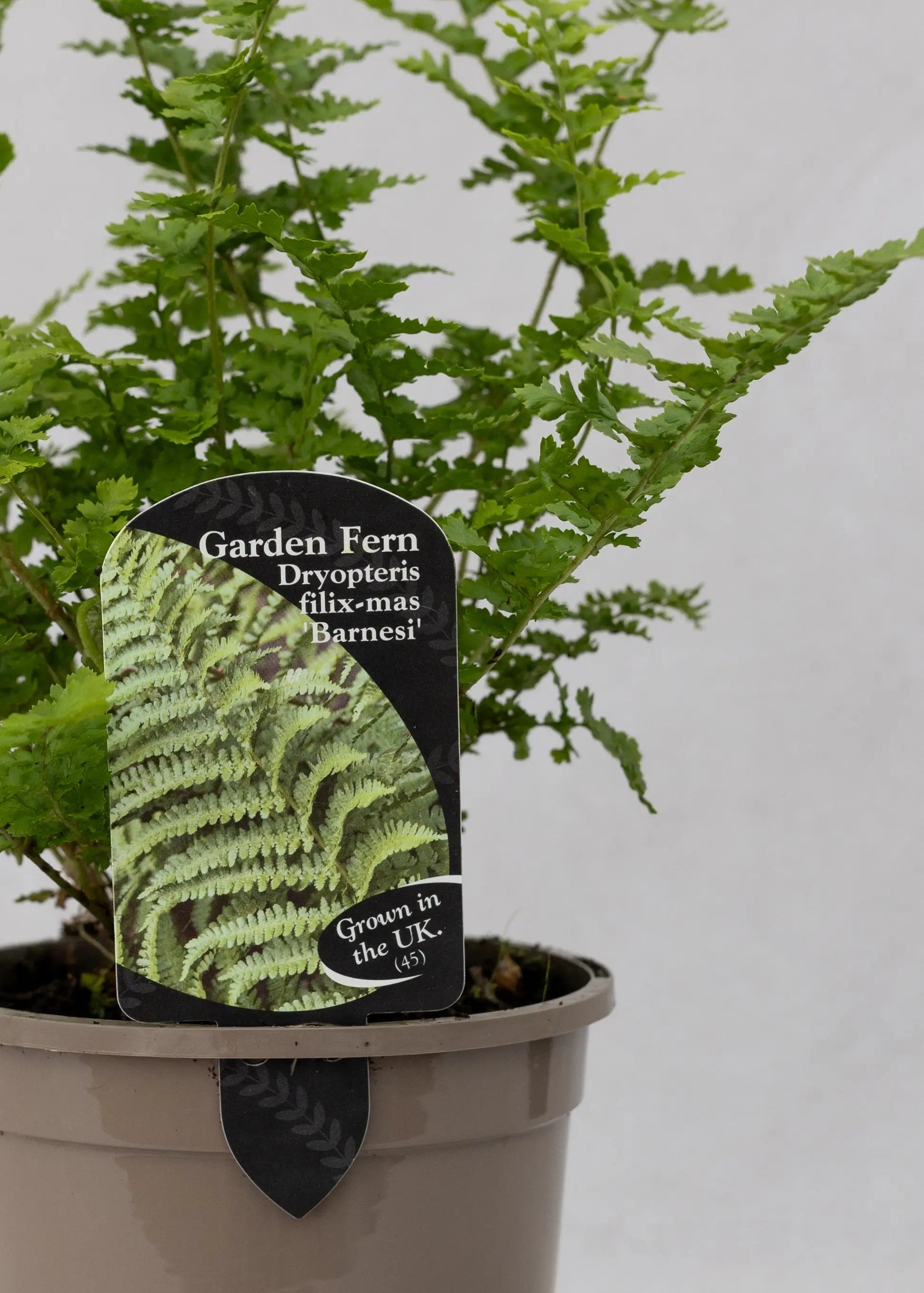 Dryopteris felix-mas 'Barnesii'