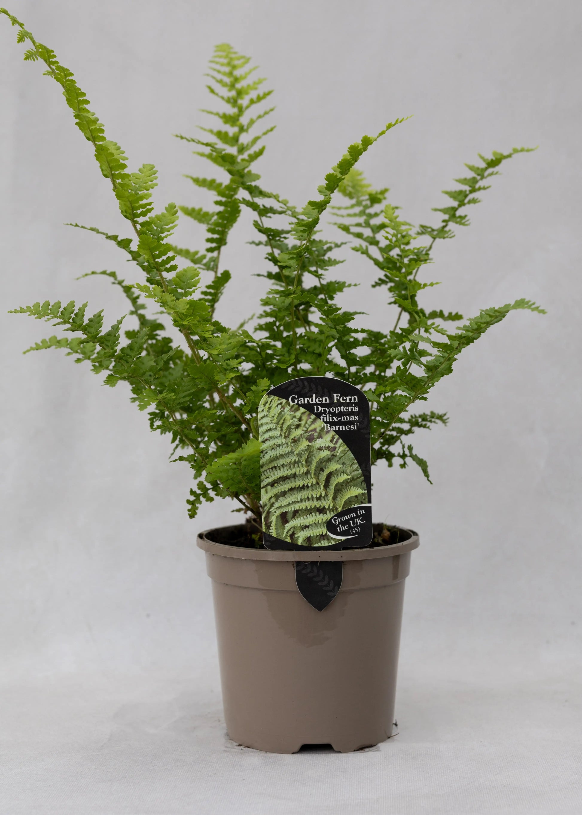 Dryopteris felix-mas 'Barnesii'
