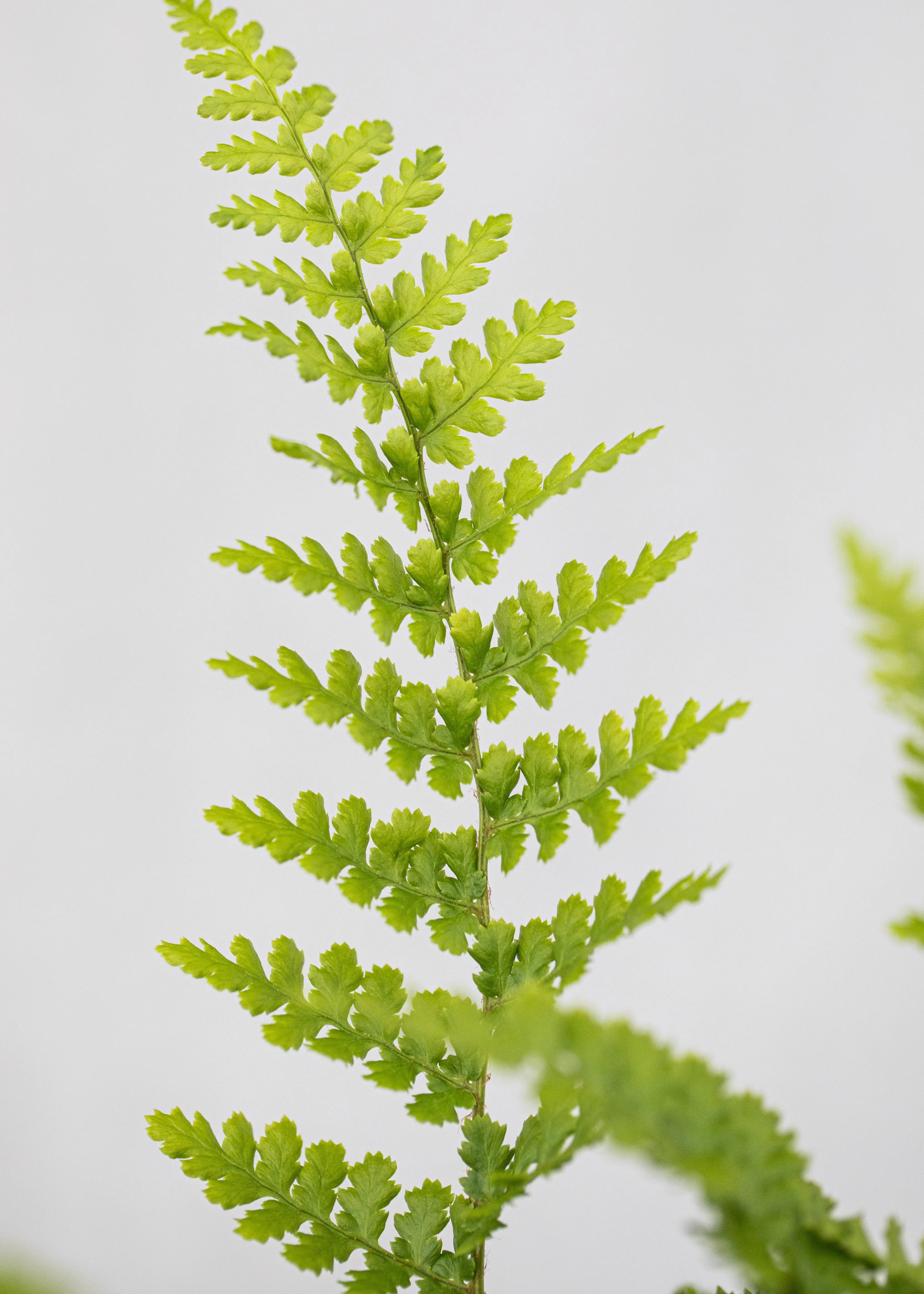 Dryopteris felix-mas 'Barnesii'