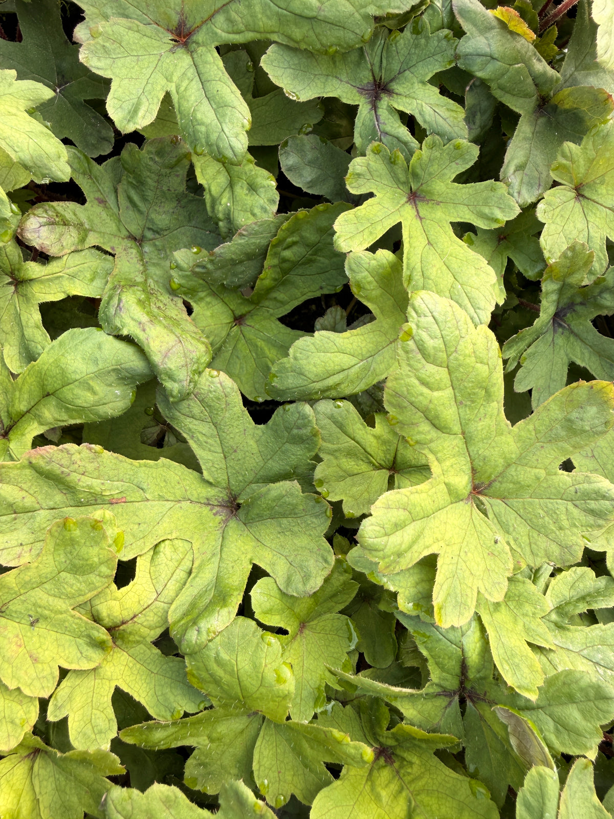 Tiarella 'Spring Symphony'
