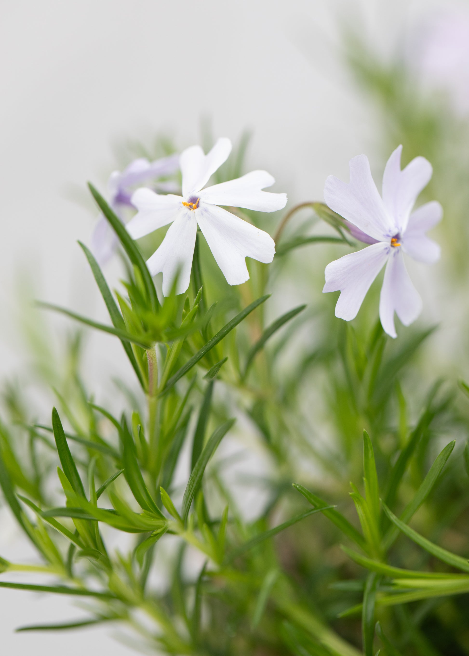 Phlox subulata 'Emerald Cushion Blue'