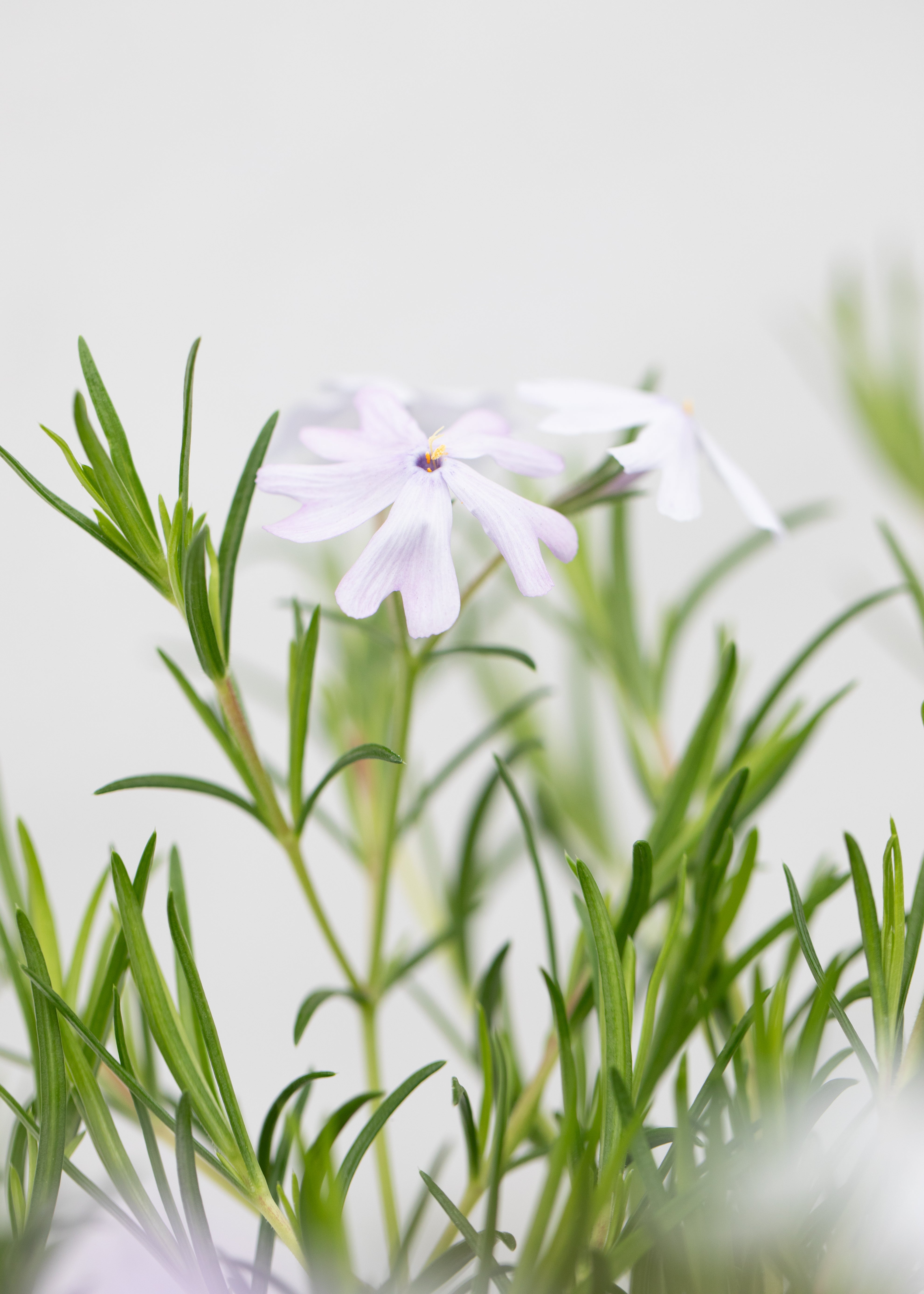 Phlox subulata 'Emerald Cushion Blue'