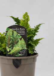 Polystichum setiferum 'congestum'