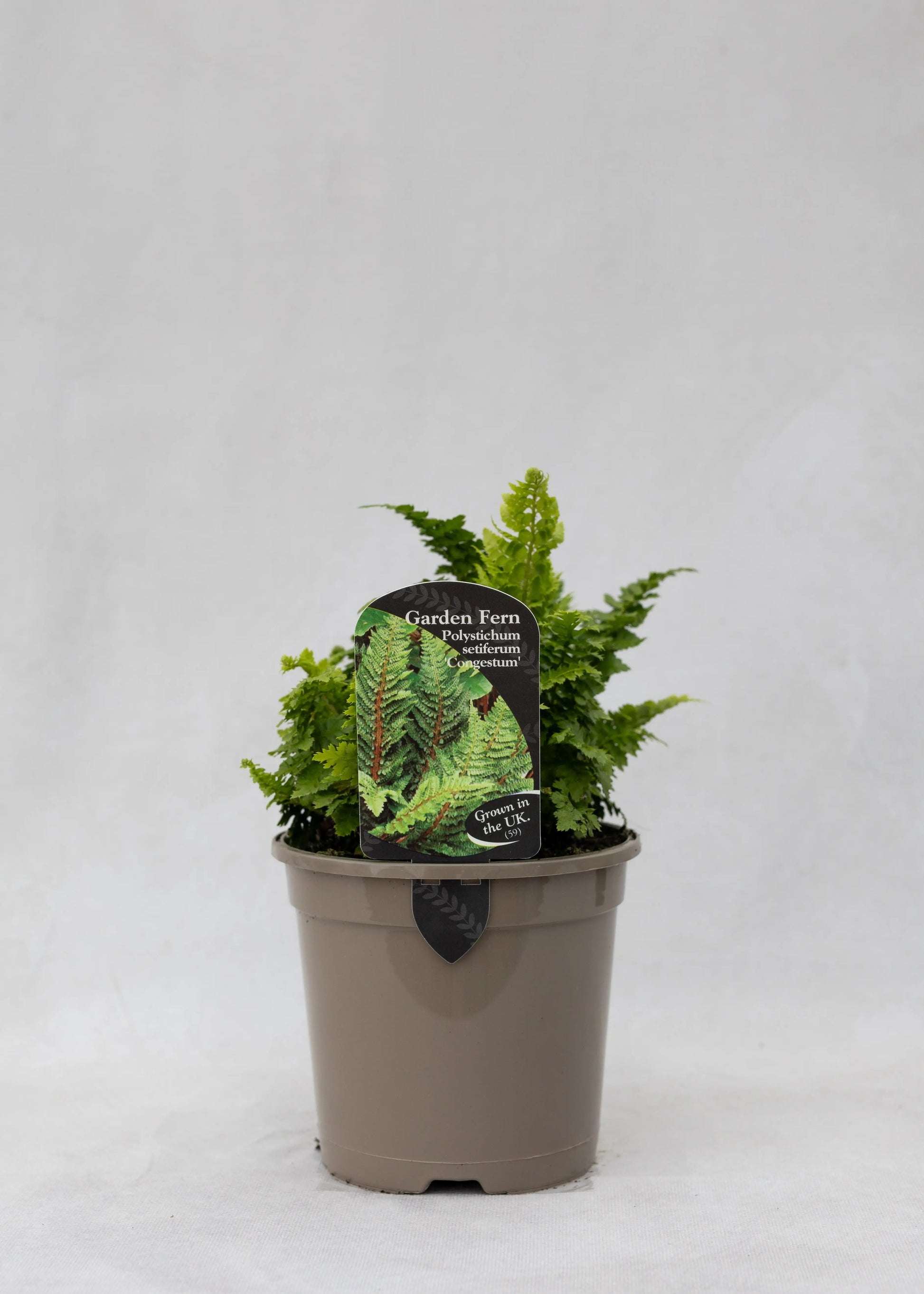 Polystichum setiferum 'congestum'