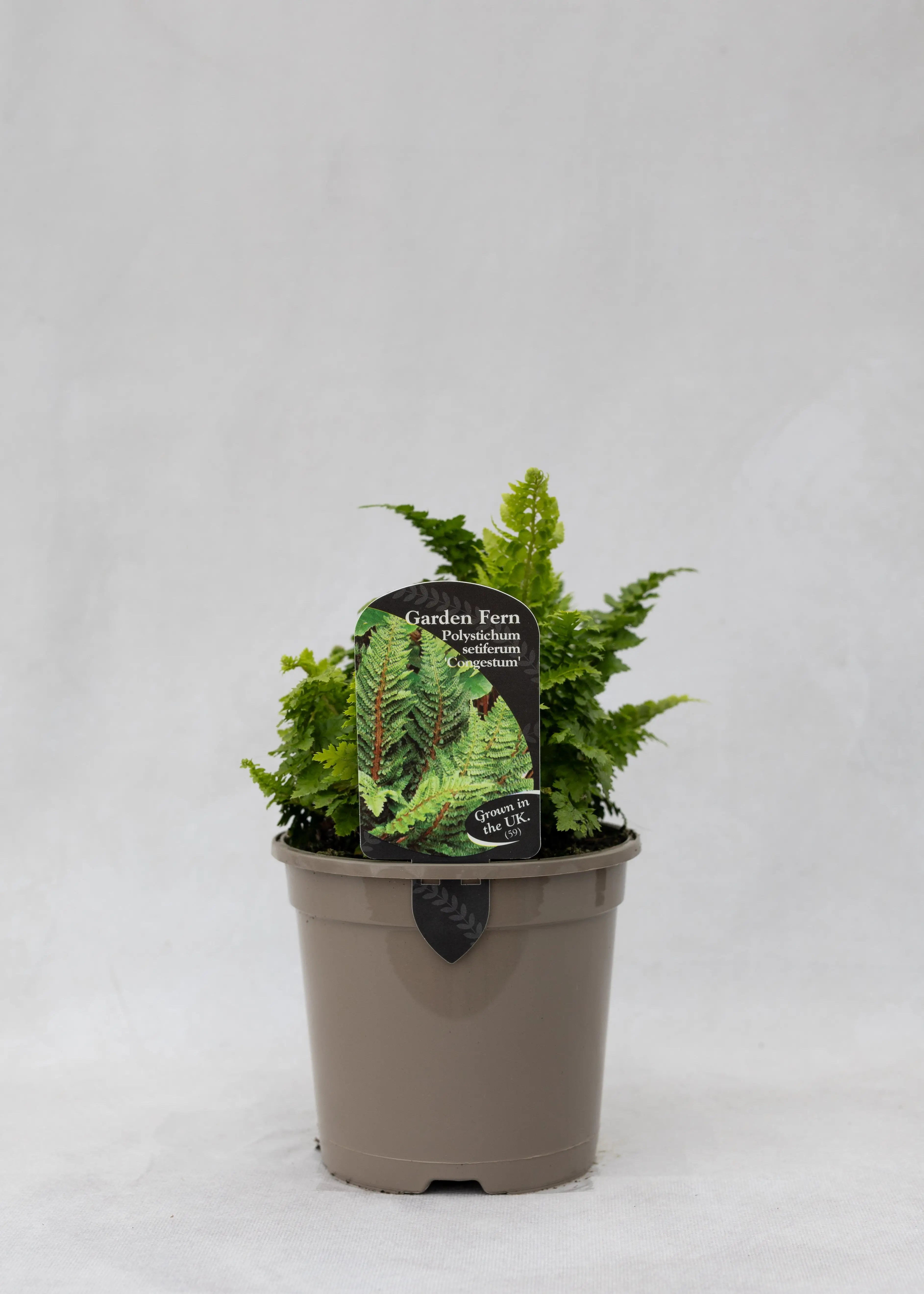 Polystichum setiferum 'congestum'