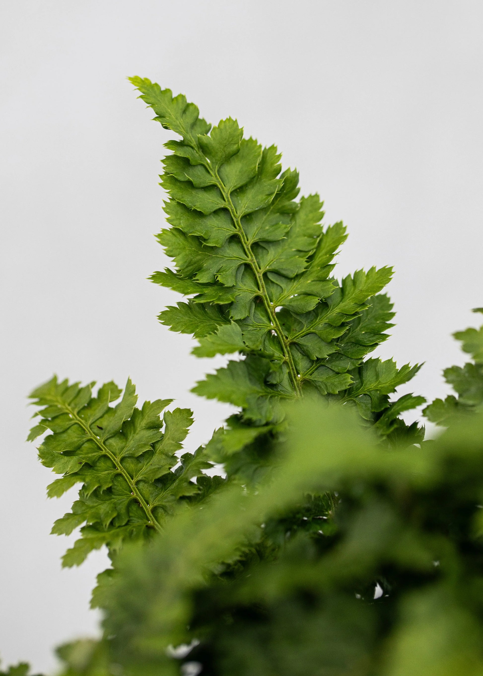 Polystichum setiferum 'congestum'