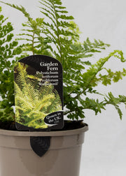 Polystichum setiferum 'Prolif. Wollastonii'