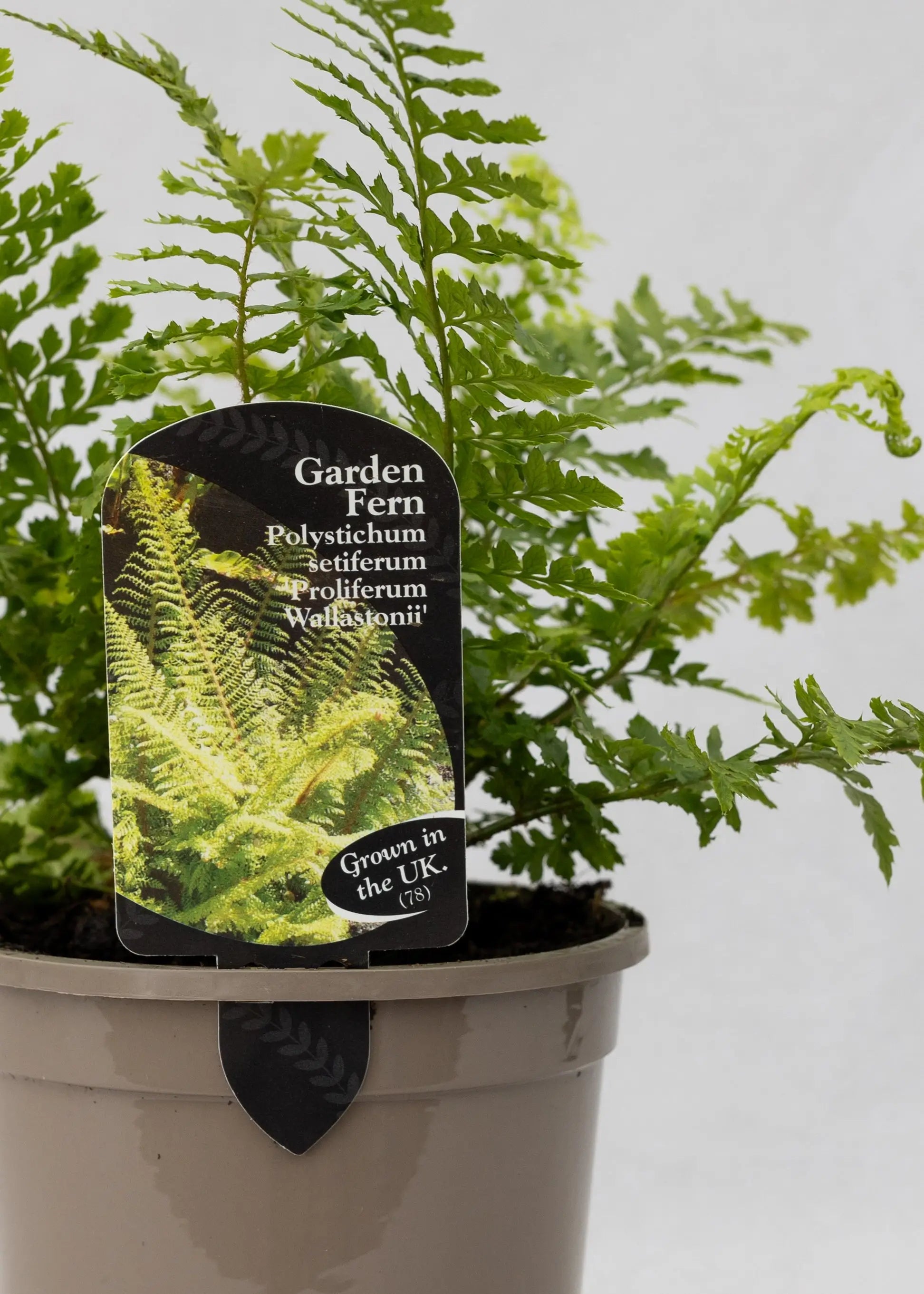 Polystichum setiferum 'Prolif. Wollastonii'