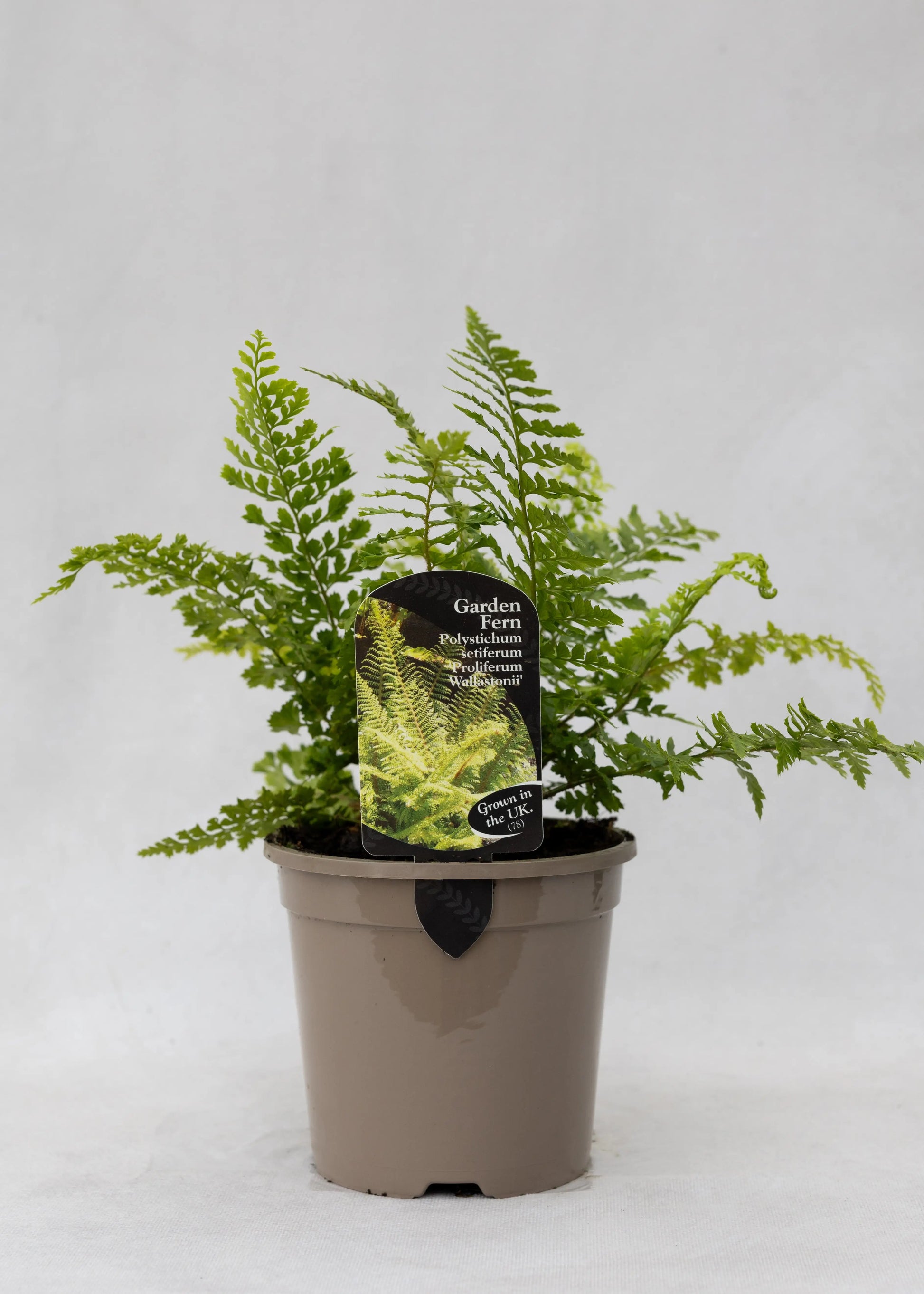 Polystichum setiferum 'Prolif. Wollastonii'