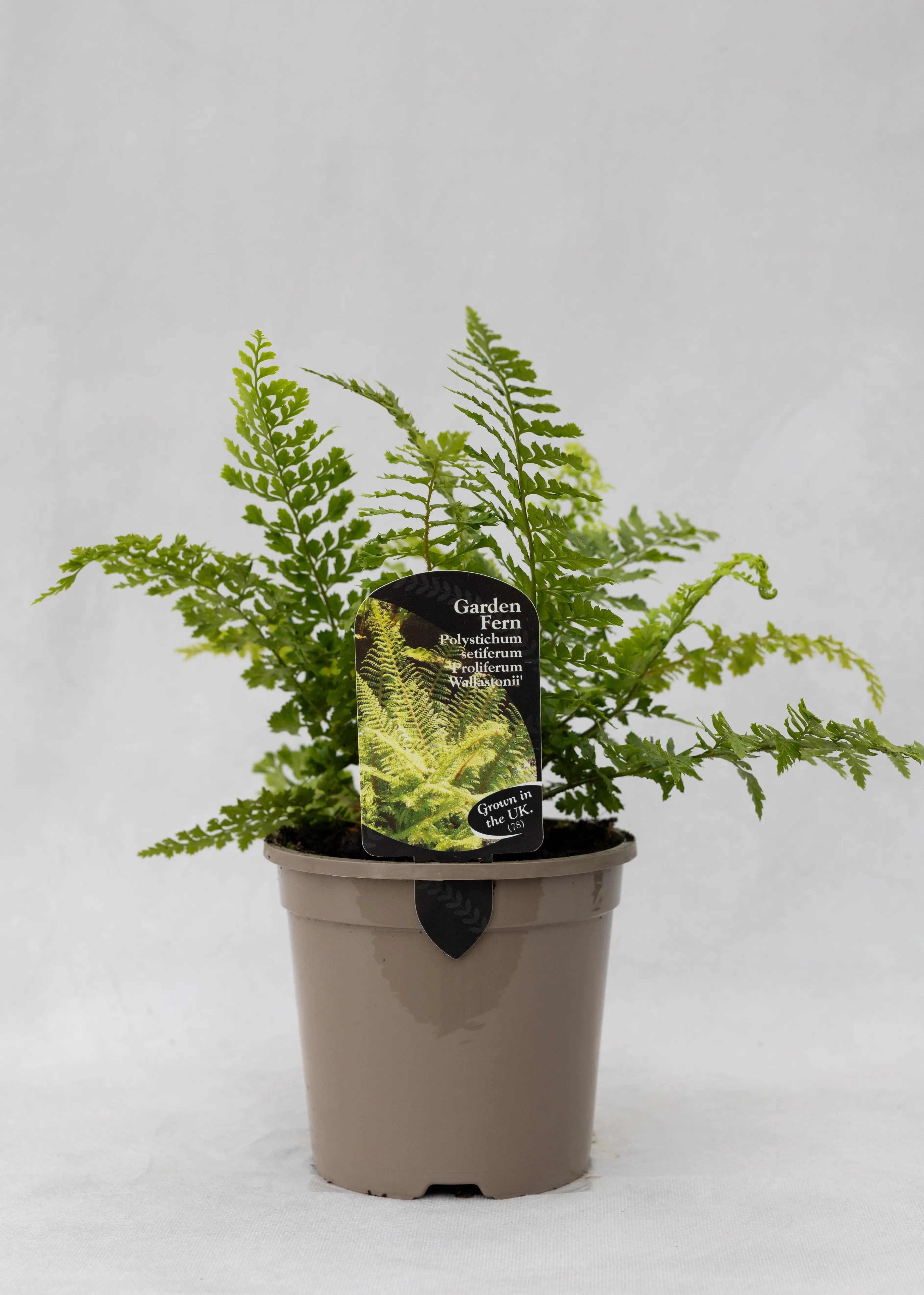 Polystichum setiferum 'Prolif. Wollastonii'