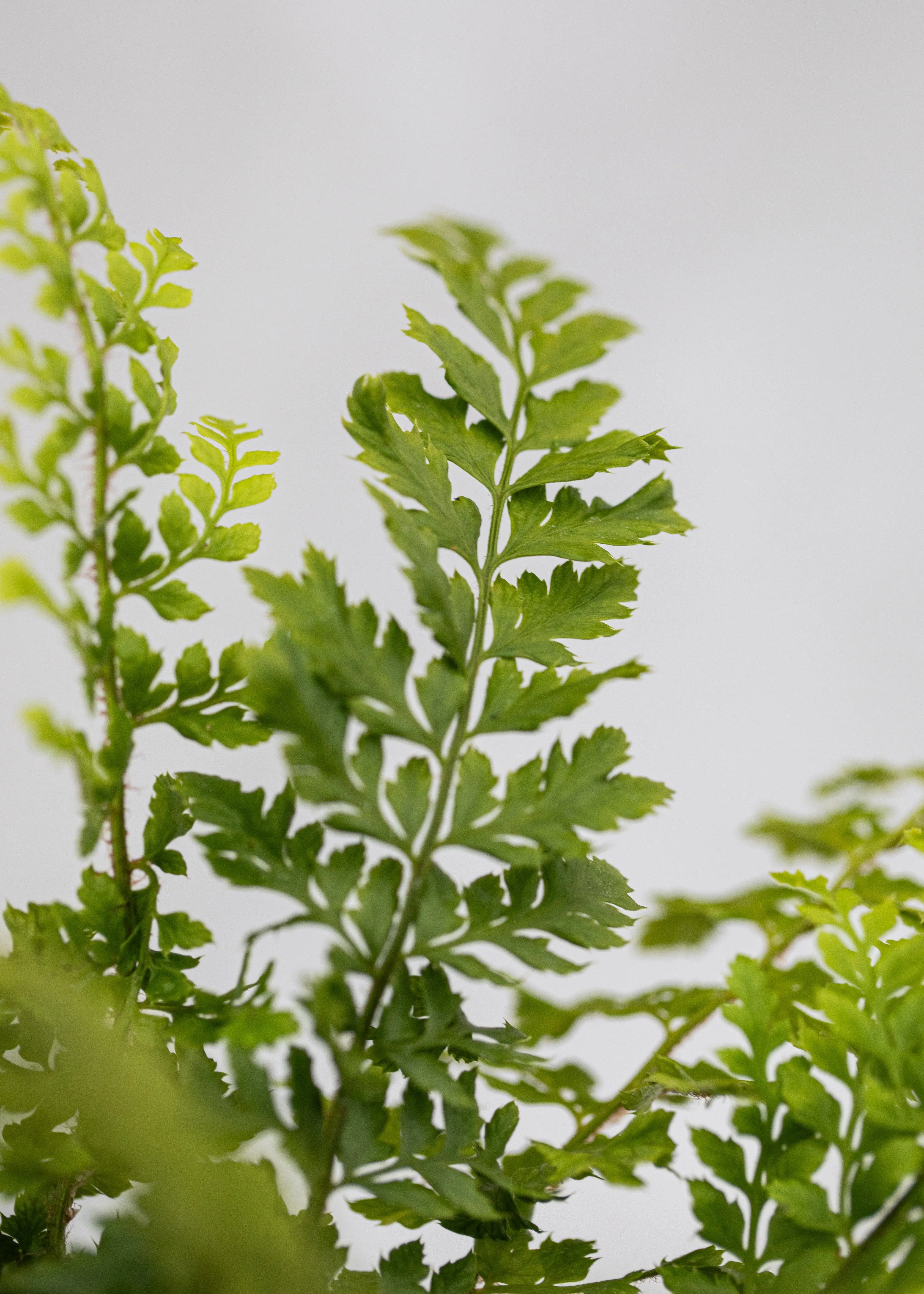 Polystichum setiferum 'Prolif. Wollastonii'