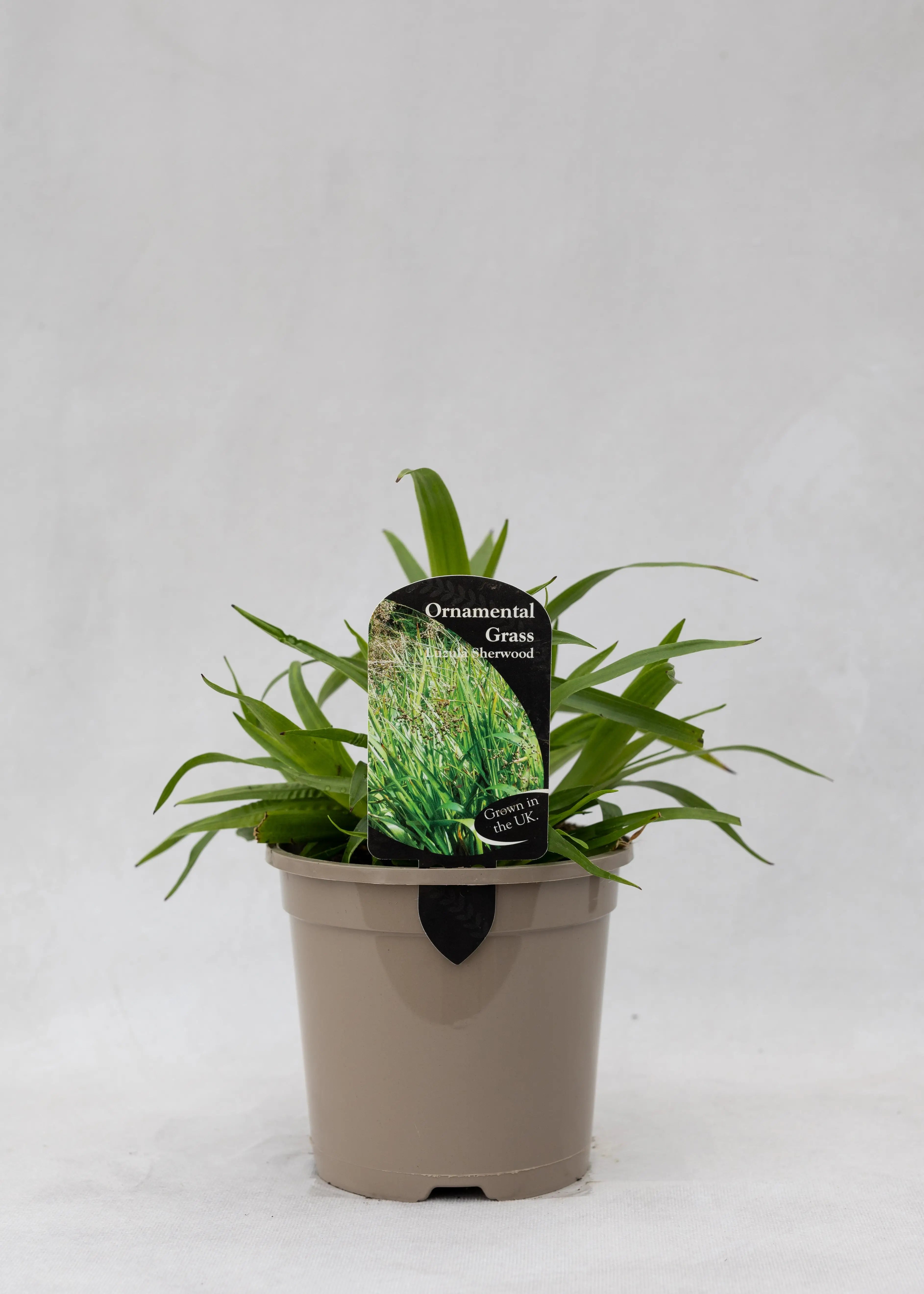 Luzula sylvatica 'Sherwood'