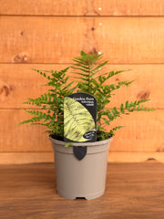 Athyrium vidalii