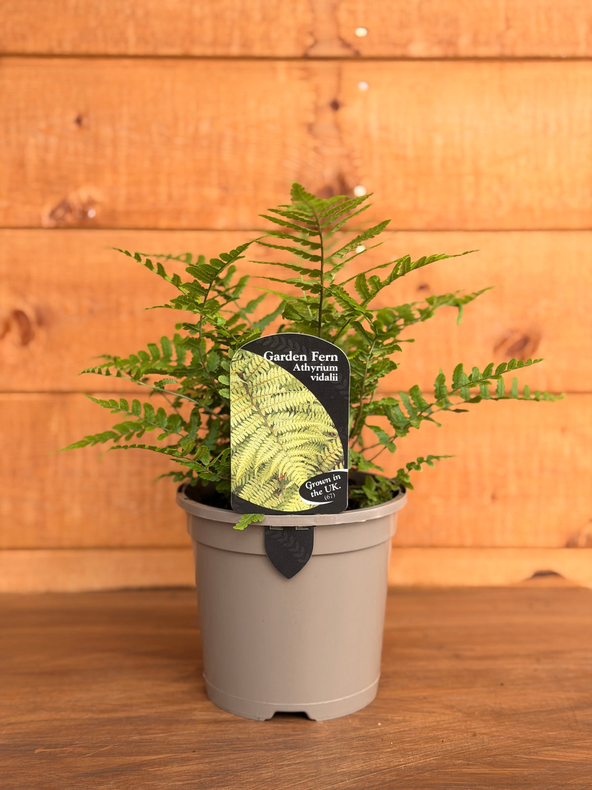 Athyrium vidalii