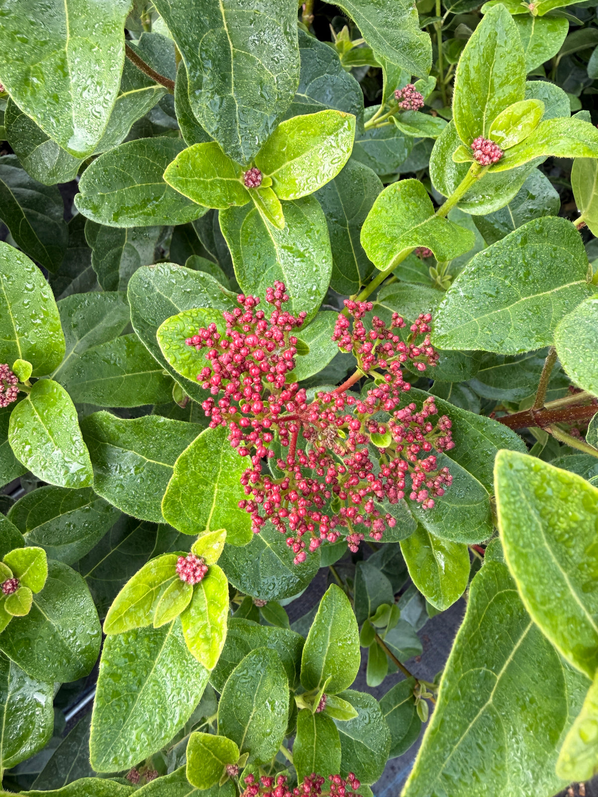 Viburnum tinus 'Lisa Rose'