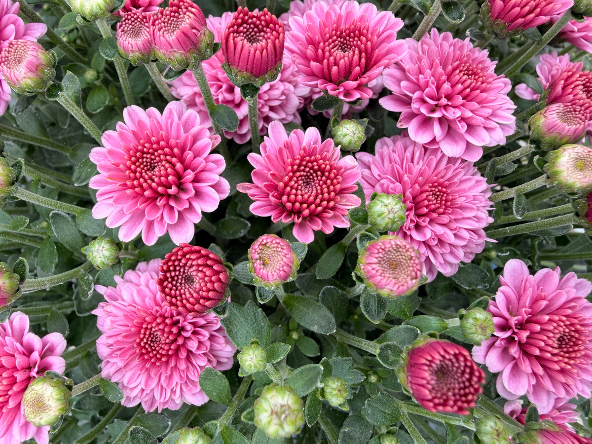 Garden Mum 'Light Pink'