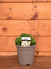 Saxifraga x arendsii 'Alpino Early White'