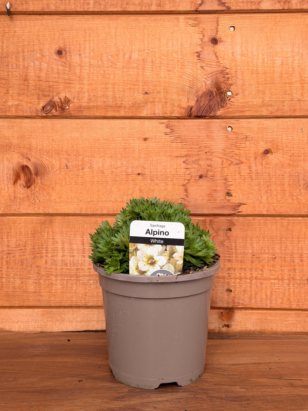 Saxifraga x arendsii 'Alpino Early White'