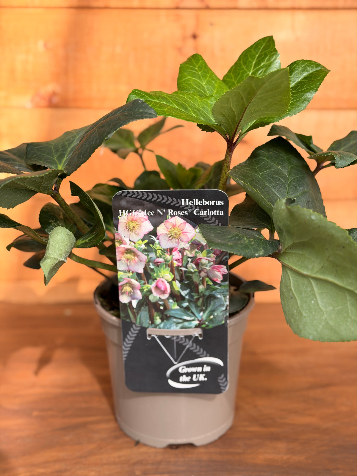 Helleborus x glandorfensis 'Ice N Roses Carlotta'