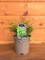 Adiantum venustum