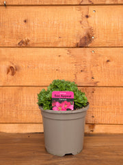Saxifraga x arendsii 'Alpino Early Carnival'