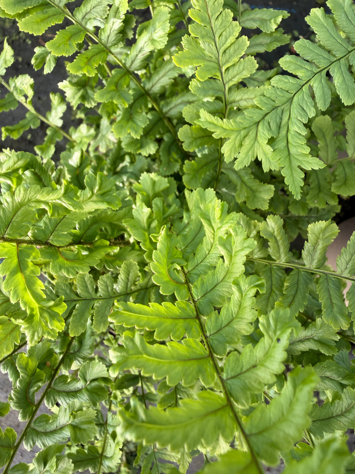 Dryopteris affinis 'Cristata the King'
