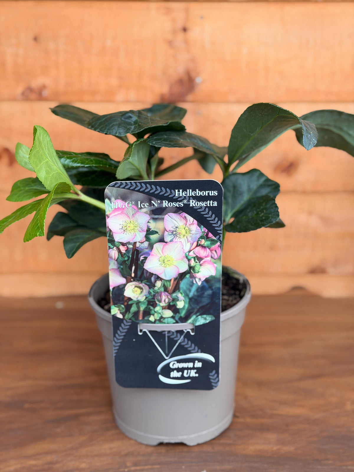 Helleborus x glandorfensis 'Ice N Roses Rosetta'