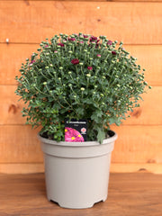 Garden Mum 'Purple'