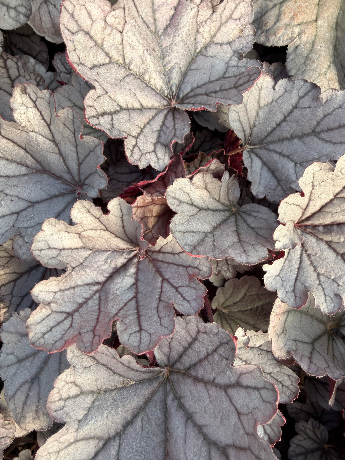 Heuchera 'Silverberry'
