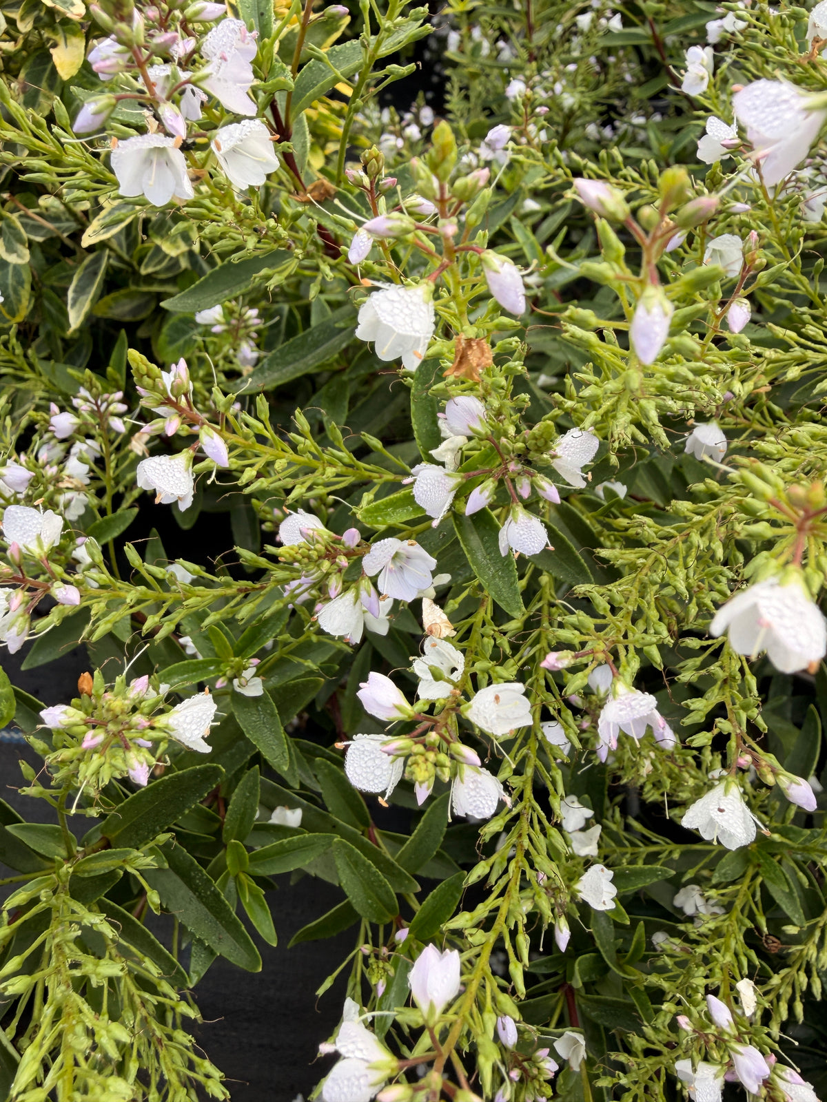 Parahebe 'Avalanche'