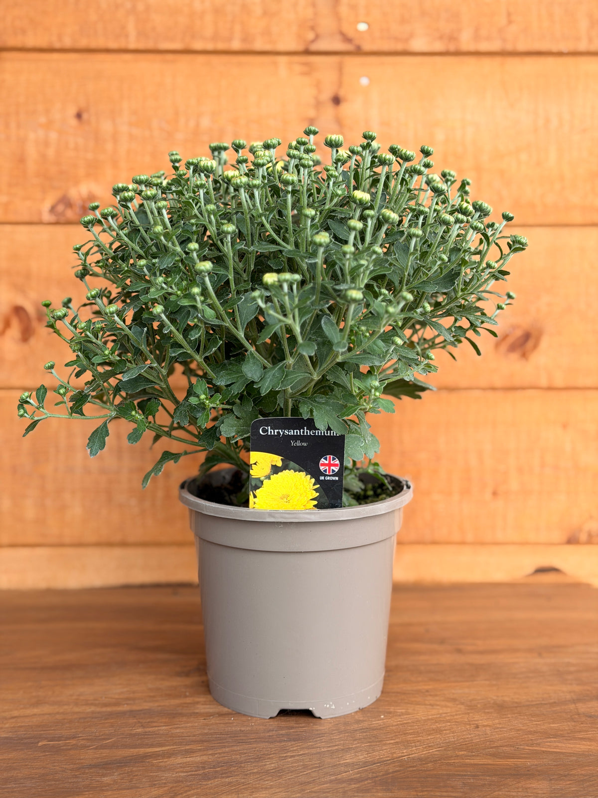 Chrysanthemum 'Yellow'