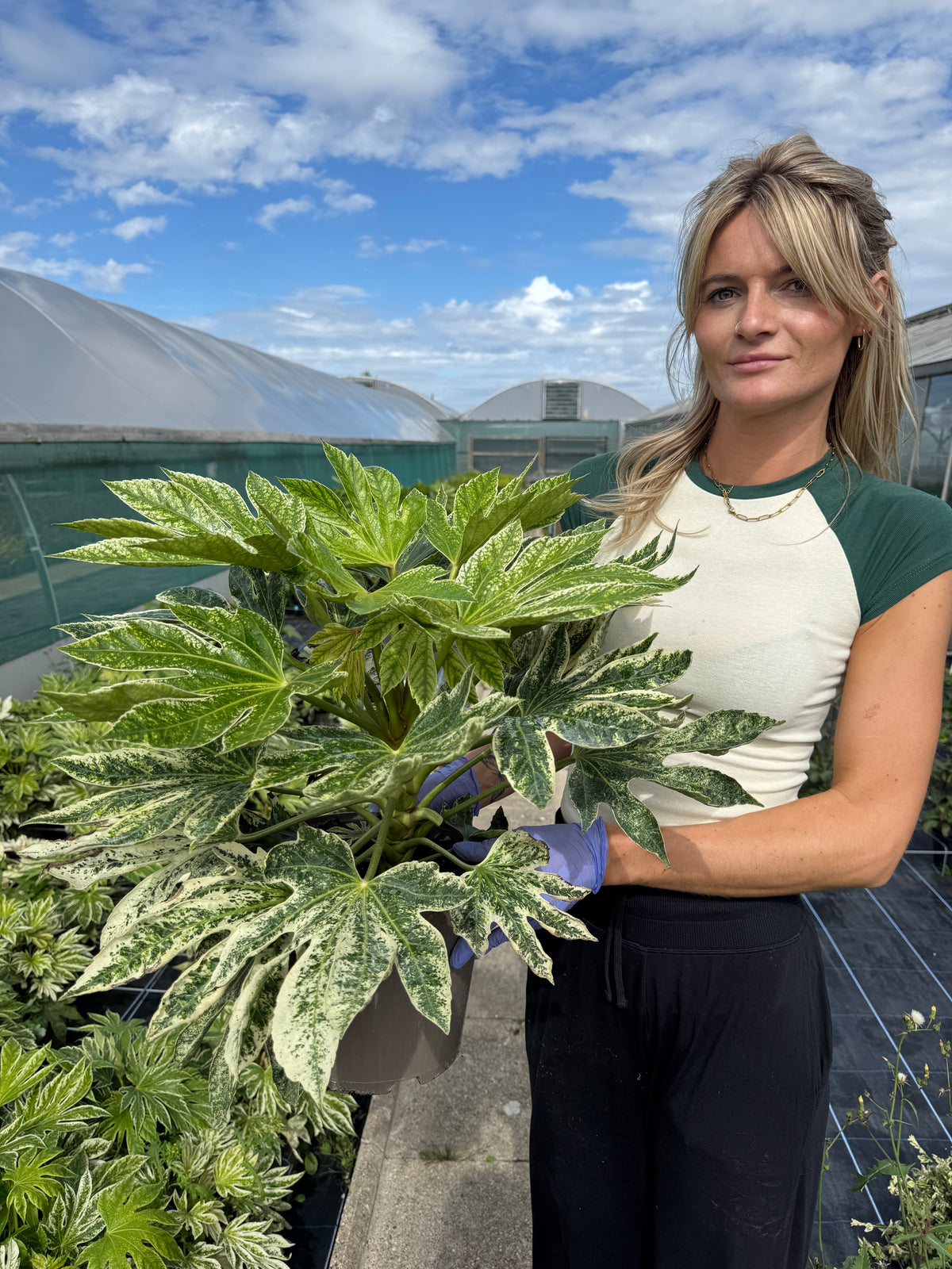 Fatsia 'Spider's Web'