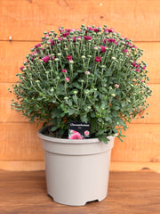 Garden Mum 'Pink'