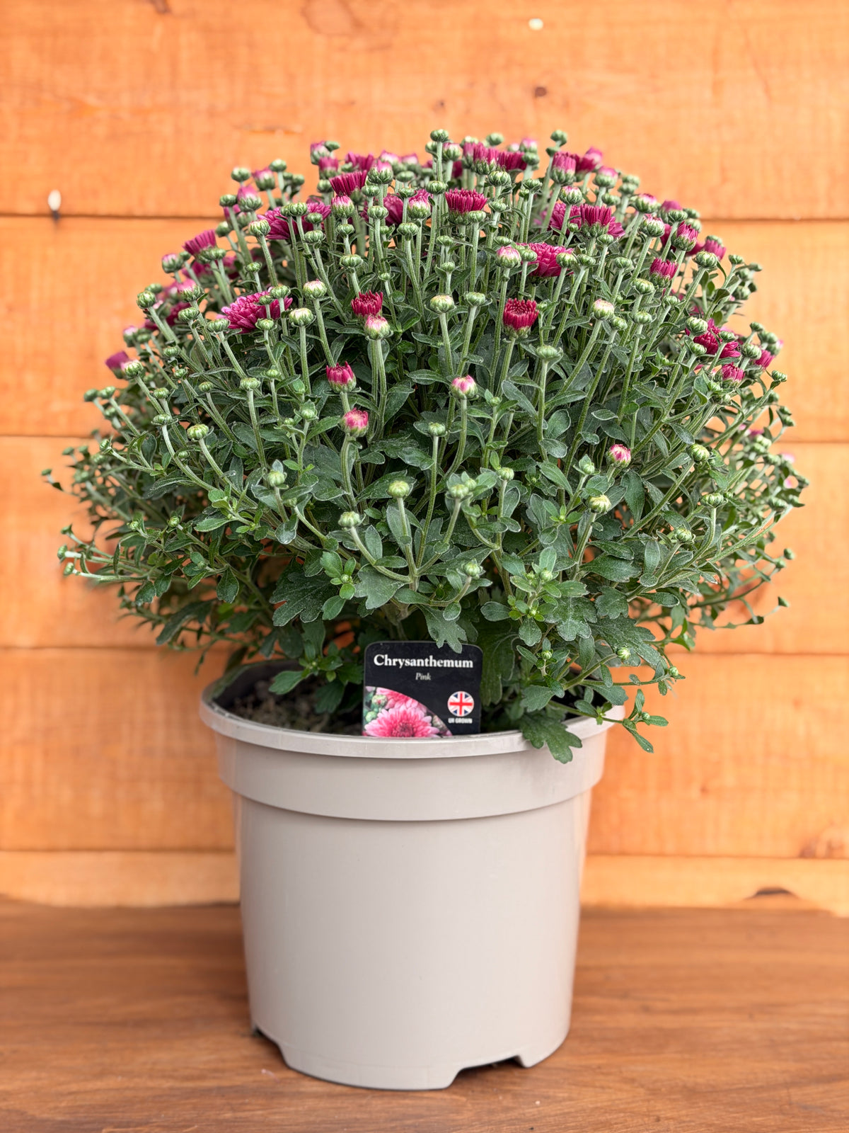Garden Mum 'Pink'