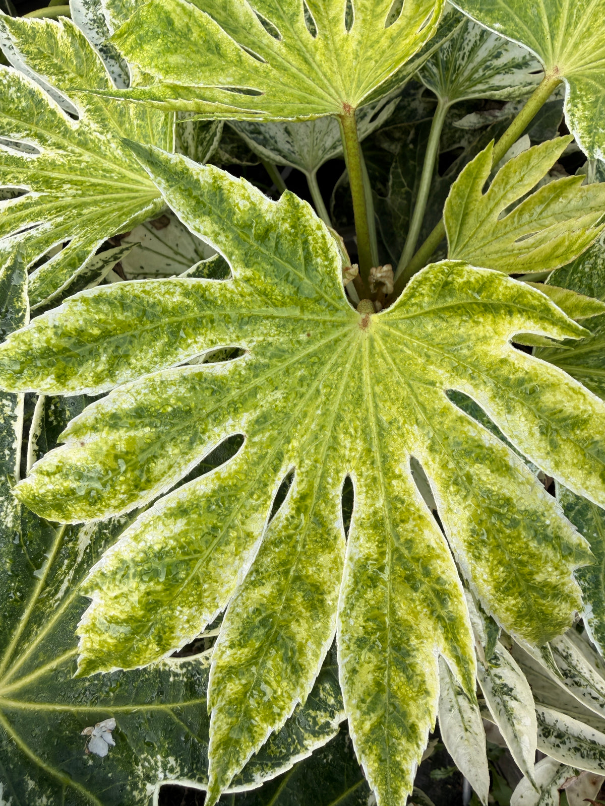 Fatsia 'Spider's Web'