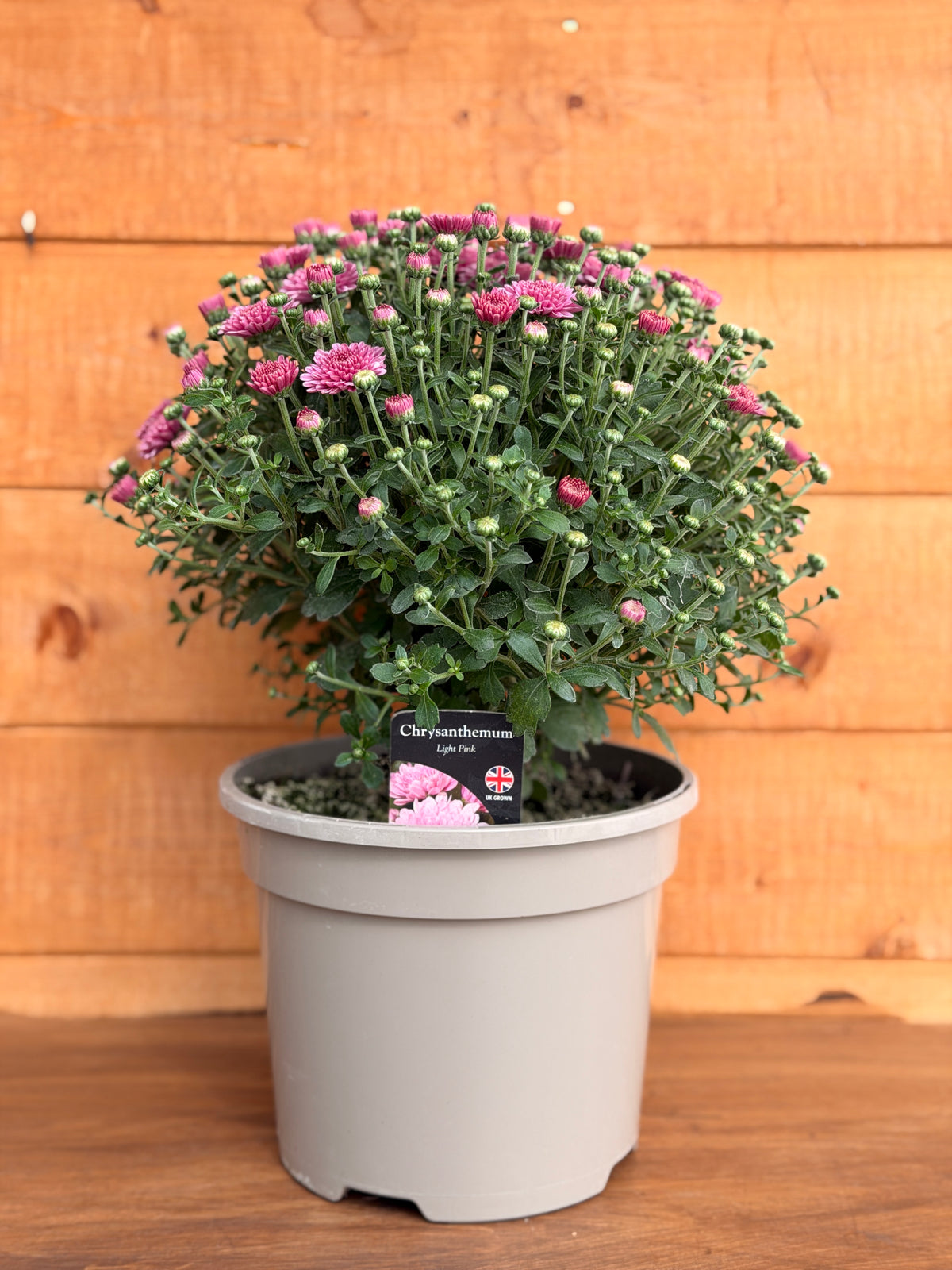 Garden Mum 'Light Pink'