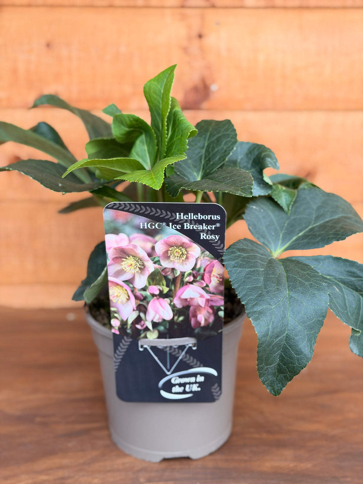 Helleborus x nigercors 'Ice Breaker Rosy'
