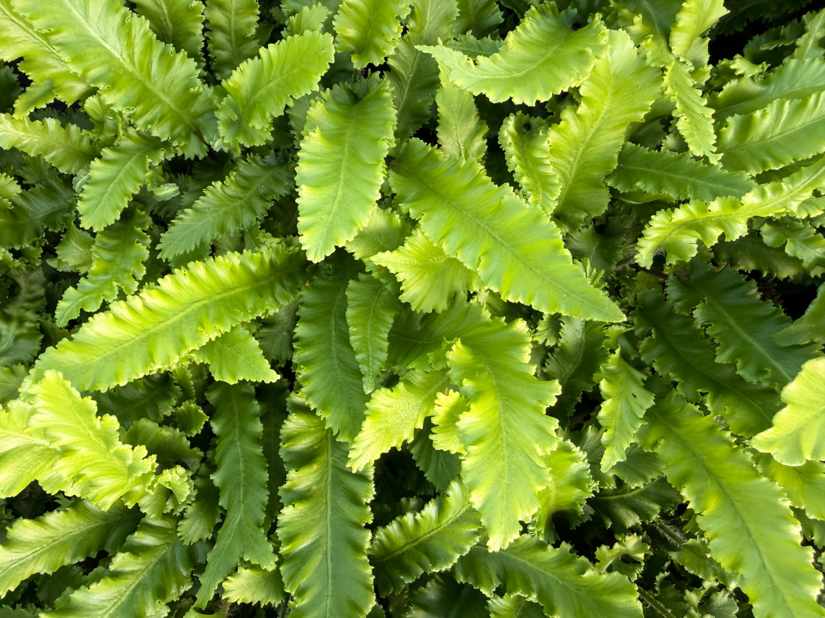 Asplenium scolopendrium 'Angustifolia'