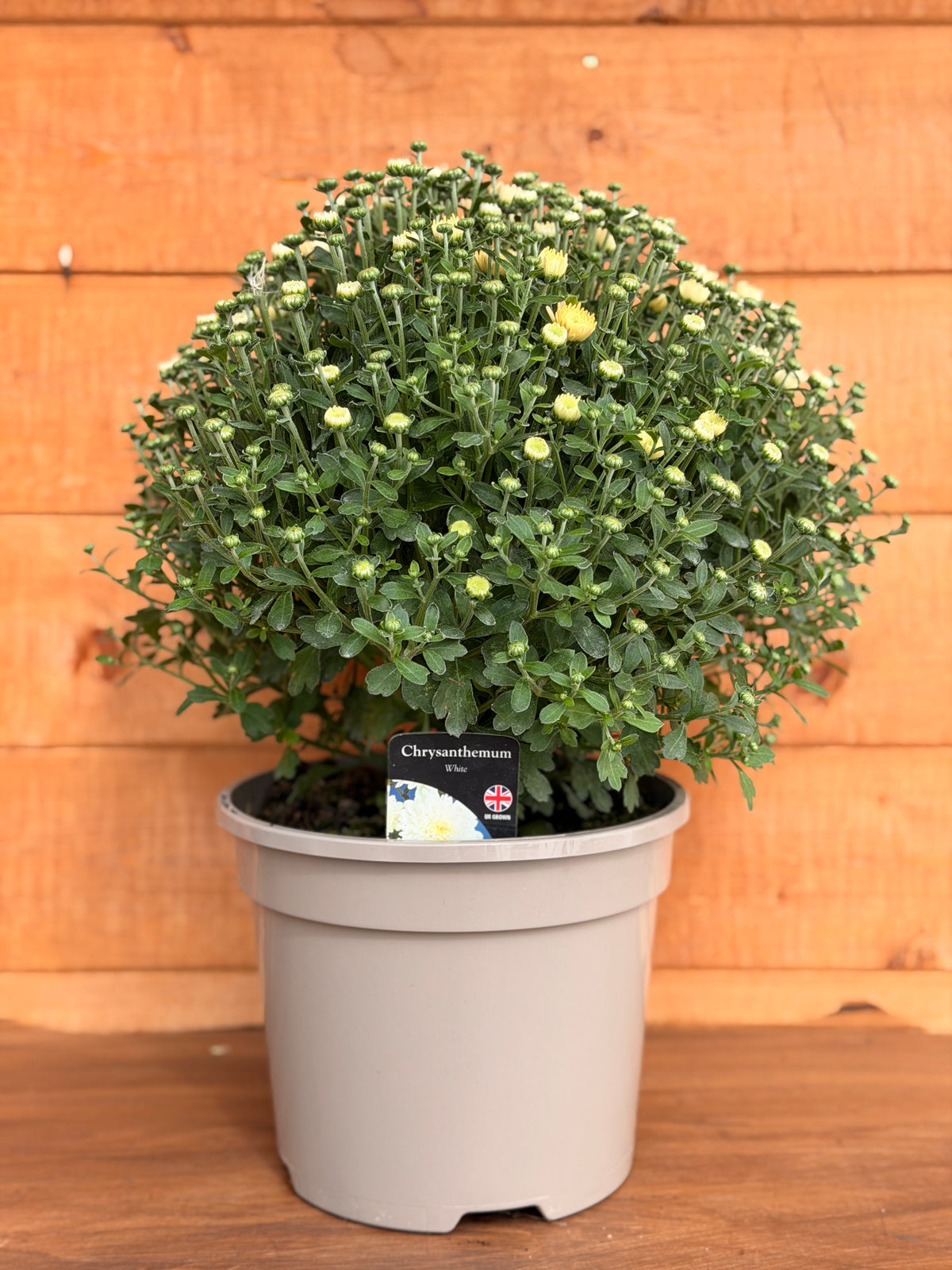 Garden Mum 'White'