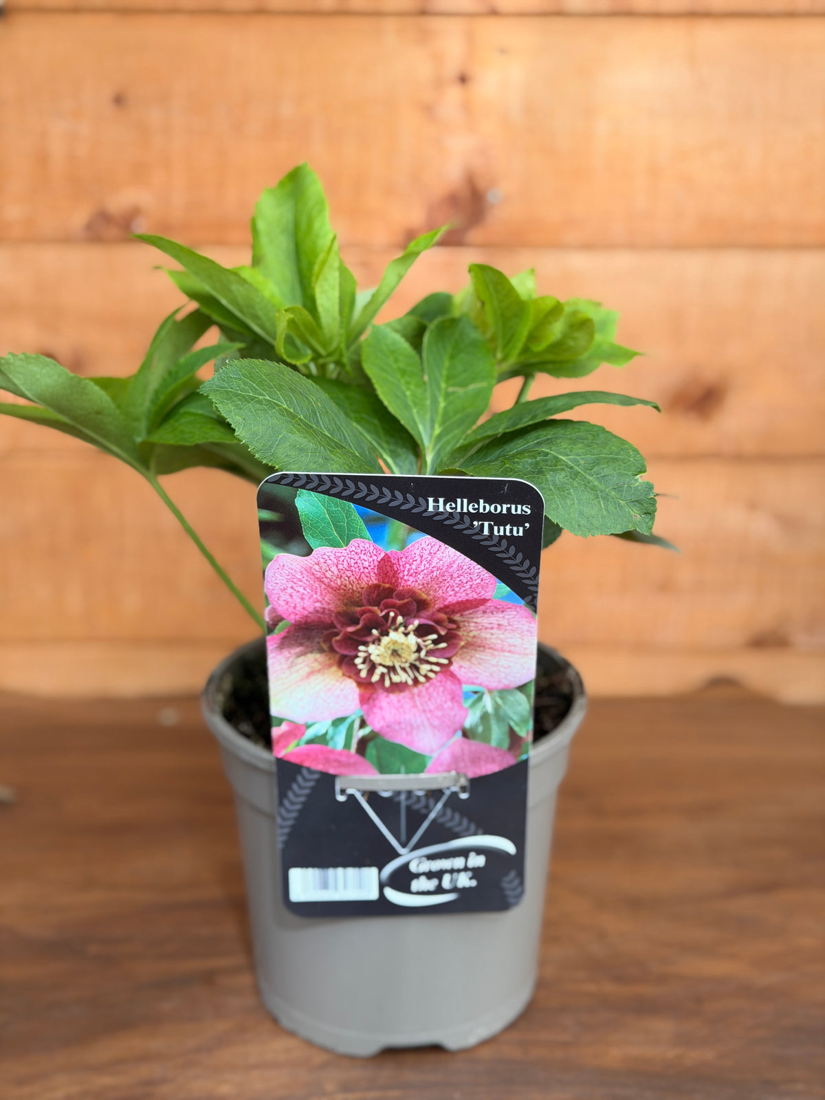 Helleborus orientalis 'Tutu'