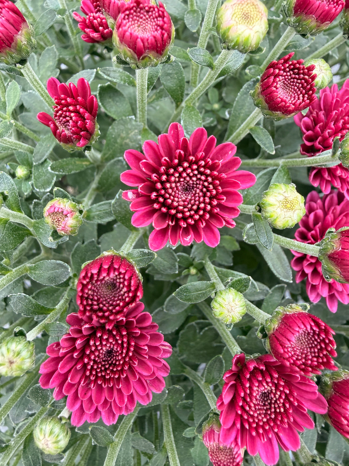 Chrysanthemum 'Purple'