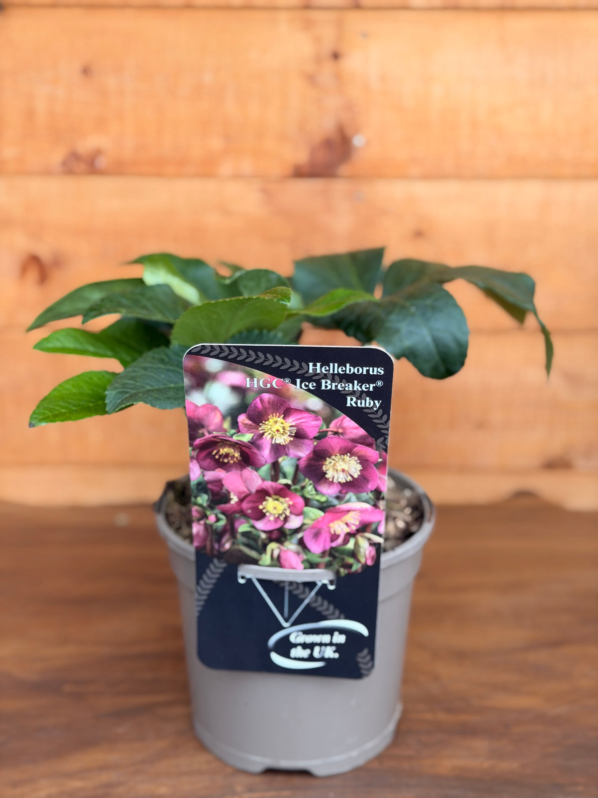 Helleborus