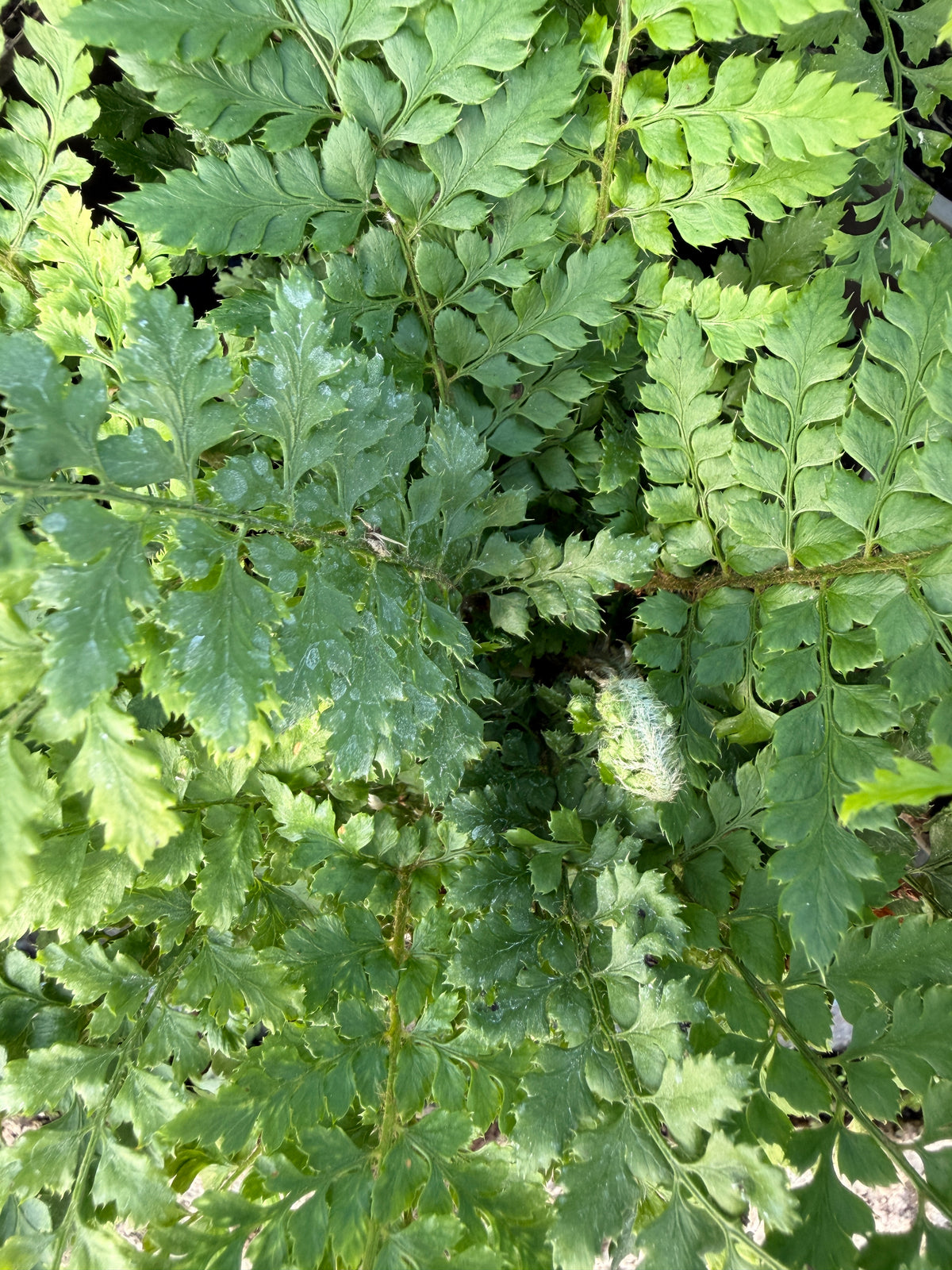 Polystichum setiferum 'Prolif. Wollastonii'