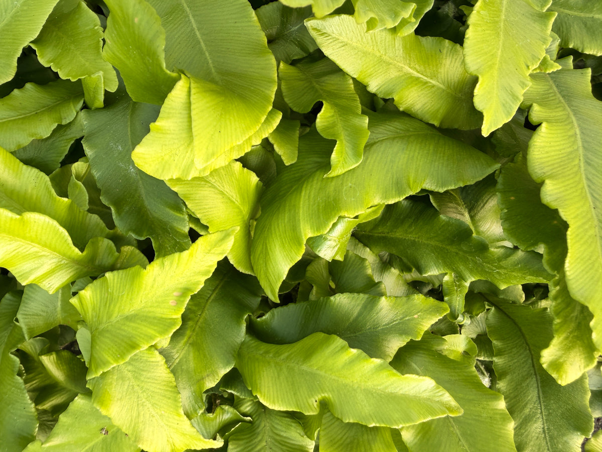 Asplenium scolopendrium