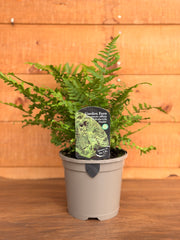 Dryopteris affinis 'Polydactyla Dadds'