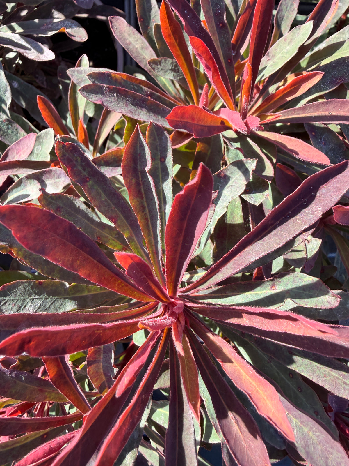 Euphorbia 'Miners Merlot'