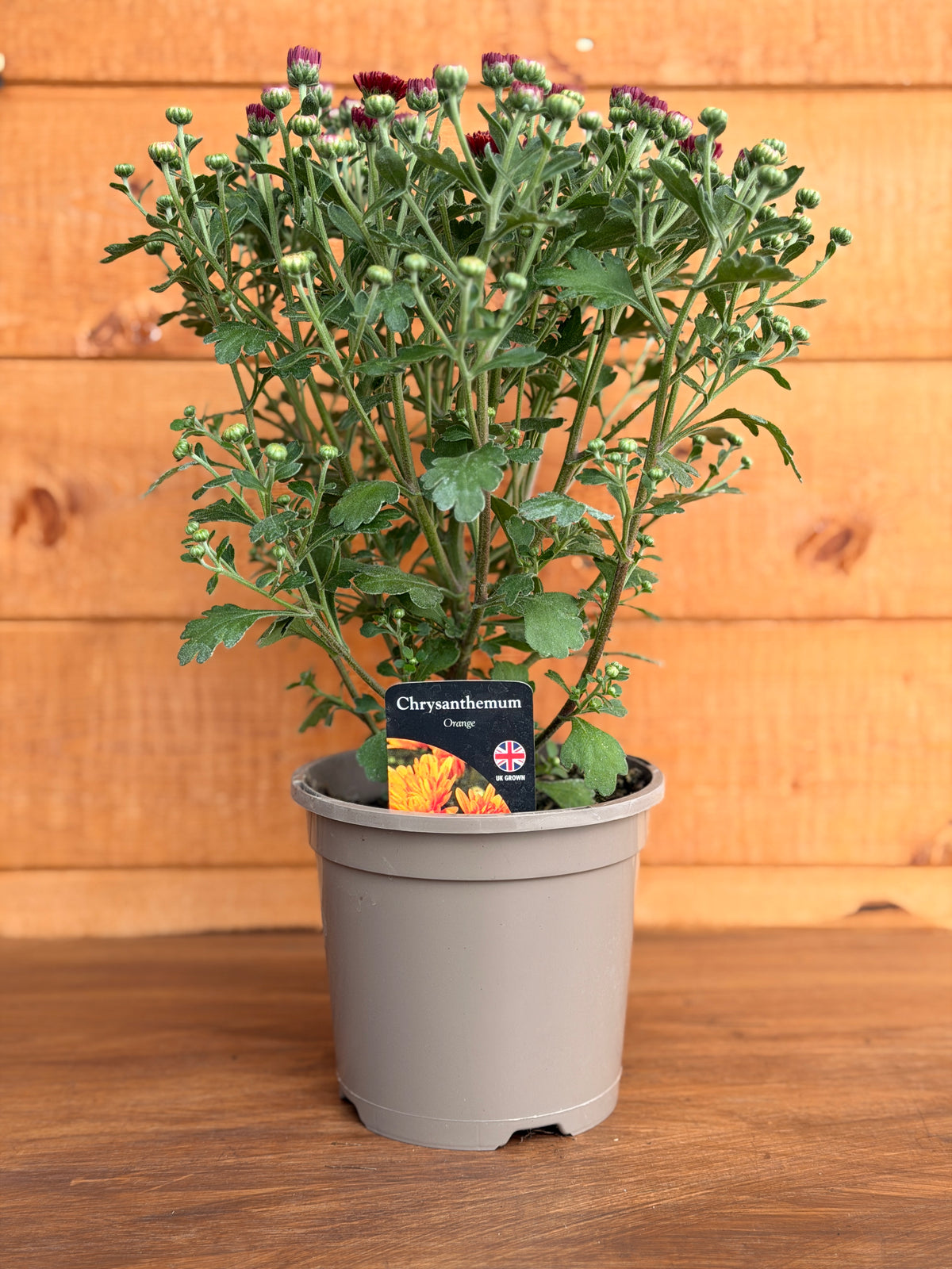 Chrysanthemum 'Orange'