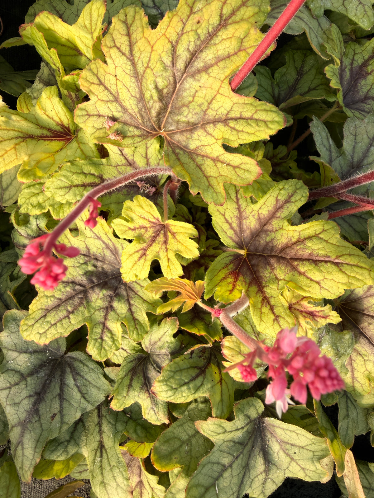 Heucherella 'Eye Spy'