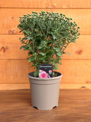 Chrysanthemum 'Pink'